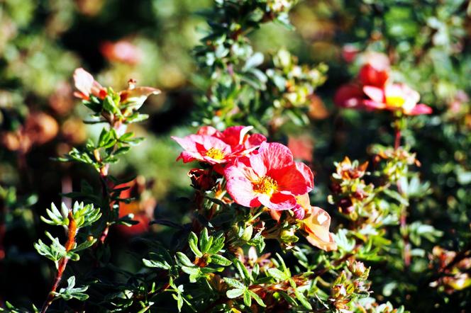 Pięciornik krzewiasty ‘Red Ace’ = ‘Bloace’ - Potentilla fruticosa ‘Red Ace’ = ‘Bloace’