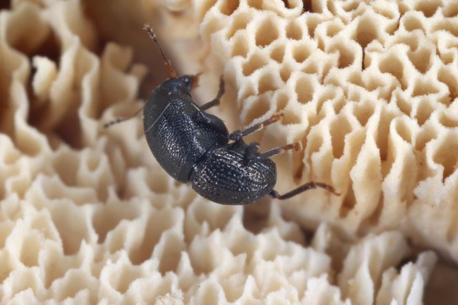 Insekty żerujące w drewnie 