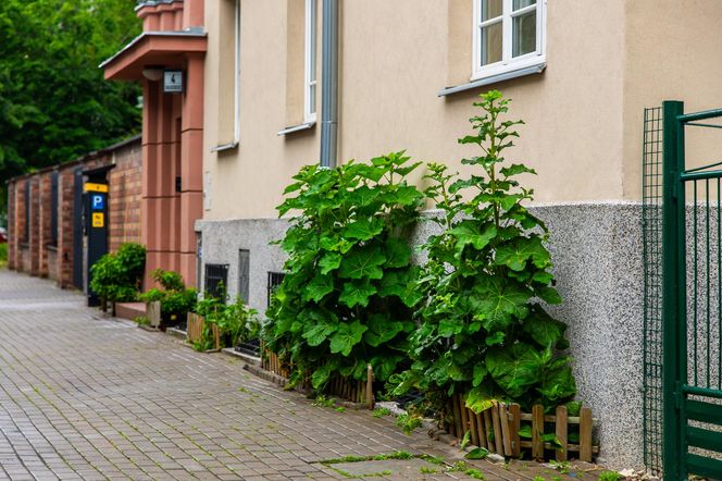 Partyzancki ogródek fasadowy na Mokotowie
