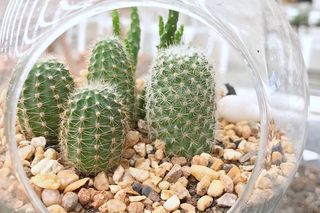 Kaktusy w szkle