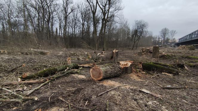 Trwa wycinka drzew w Toruniu. Stanowią zagrożenie dla ludzi i mienia