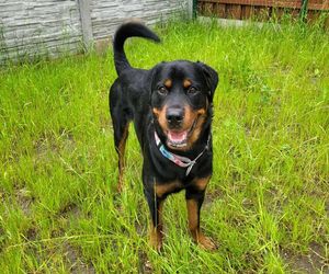 Złodziej psów grasował w Trójmieście! Ukradł Lokiego ze schroniska, a to dopiero początek!