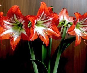 Hippeastrum