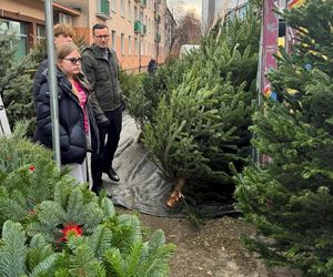 Mateusz Morawiecki wybiera choinkę na bazarze. Do świąt przygotowuje się z rodziną