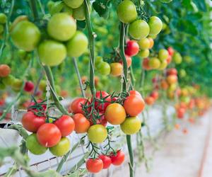 Pomidory z butelki na balkonie? Ten sposób to hit na domowe warzywa!