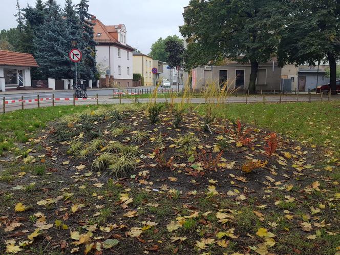 Rośliny posadzone, brakuje tylko kilku elementów. Skwer dr. Kuźniaka w Lesznie prawie gotowy