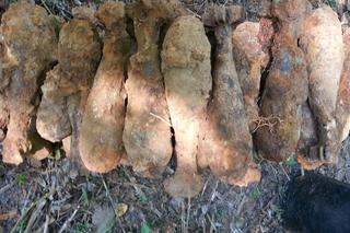 Kolejne niewybuchy na Dolnym Śląsku. W lesie znaleziono bombę lotniczą