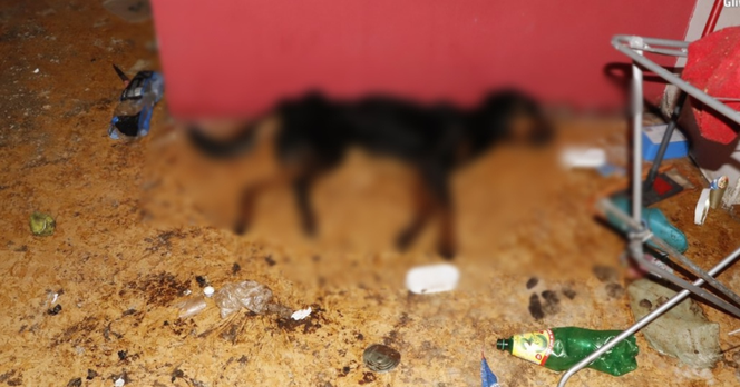 Gliwice: Martwy pies w mieszkaniu