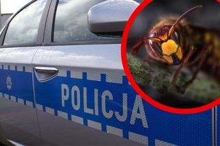 Dramatyczna akcja w powiecie częstochowskim. Policjancie eskortowali 3-latkę użądloną przez szerszenia