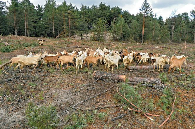 Kozy uratowały polską pustynię