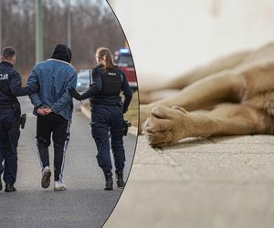 Na posesji znaleziono świeżo kopaną ziemię. Pod spodem ciało! 28- i 30-latek zatrzymani