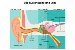Budowa anatomiczna ucha