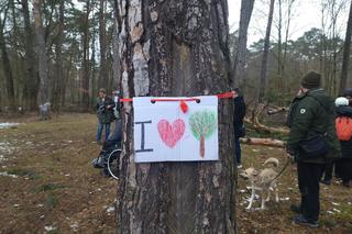 Protest na Barbarce w Toruniu. Społecznicy nie chcą wycinki starych sosen