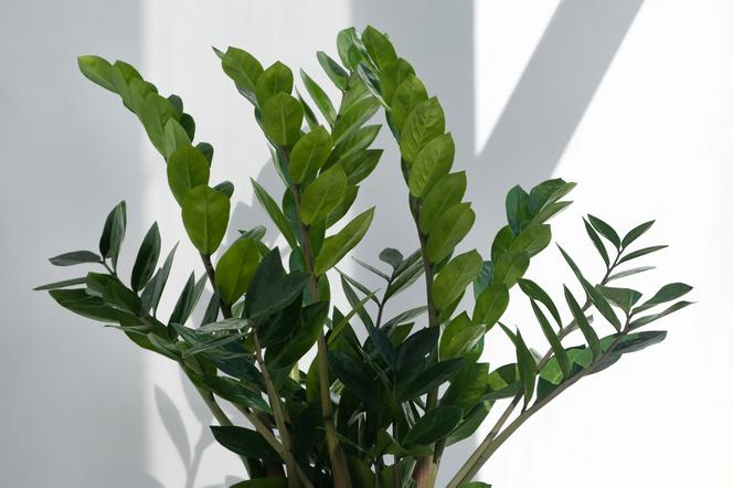 Zamioculcas