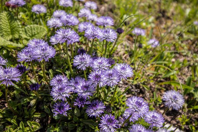 Kulnik sercolistny - Globularia cordifolia