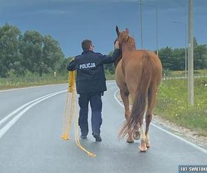 Policjanci zaopiekowali się koniem