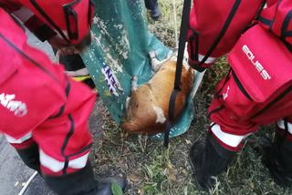 Pies topił się w Kanale Noteckim. Z pomocą przybyli strażacy! [ZDJĘCIA]