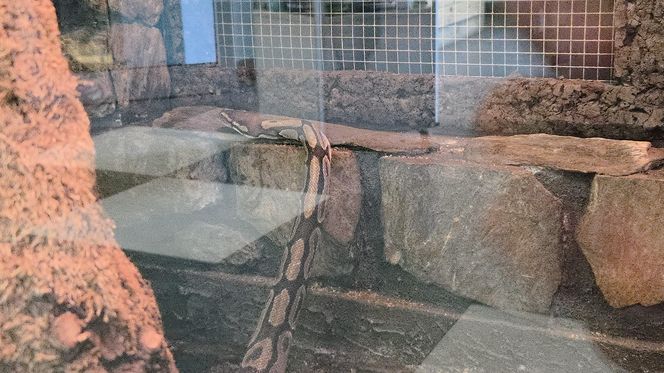 Egzotyczny świat na wyciągnięcie ręki! Zaglądamy do akwarium-terrarium w Myślęcinku