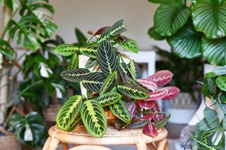 Maranta