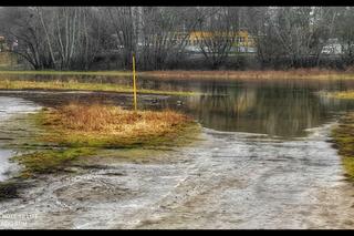 Poznań: wysoki poziom wody w Warcie