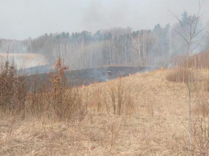 Pożar lasu pod Olsztynem. Gdyby nie szybka reakcja ratownicza, straty byłyby ogromne [FOTO]