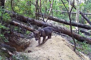 Małe wilki wyszły z nory i poznają las pod Częstochową