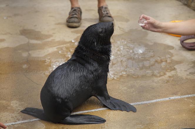 Mały kotik we wrocławskim zoo dostał imię Bruno