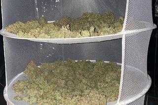 Nielegalna uprawa konopi indyjskich na Jachcicach! Policja zatrzymała 33-latka