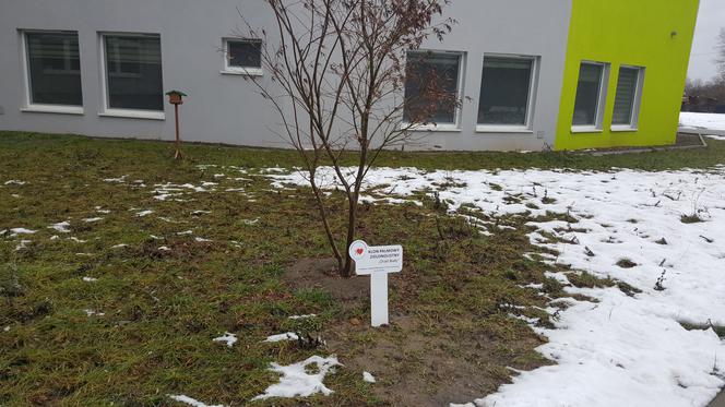 Drzewa dla sosnowieckiego hospicjum