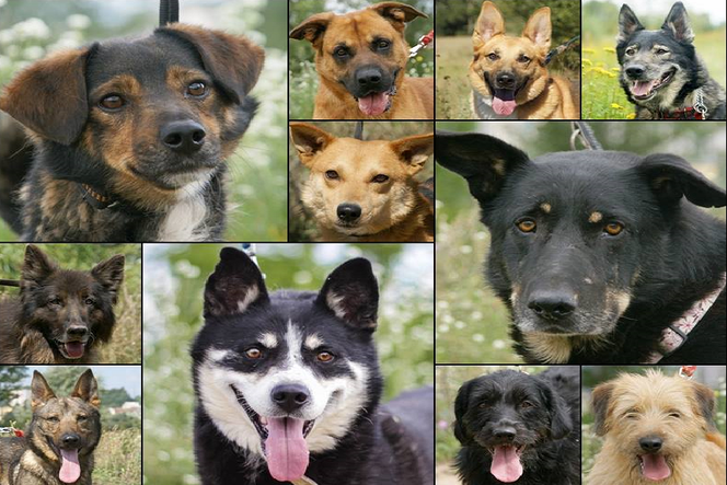 W gorzowskich Azorkach psy czekają na adopcję.
