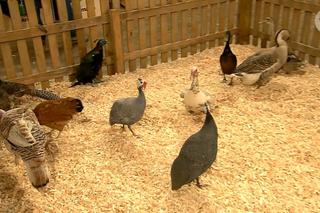 MasterChef 4, odc 4.