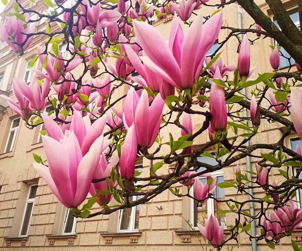 Te egzotyczne drzewa szturmem opanowały Polskę. W tym mieście stały się prawdziwym symbolem wiosny. 