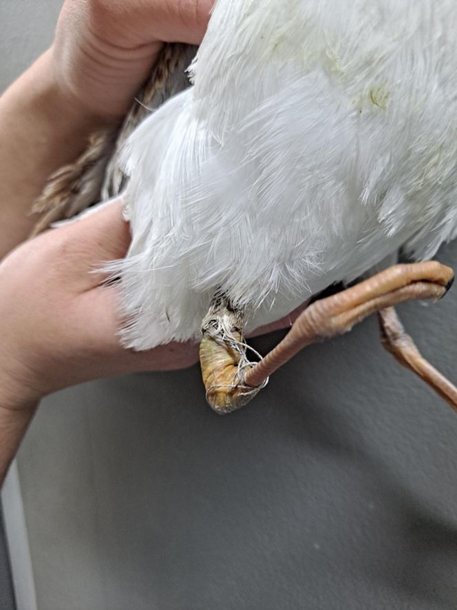 Śmierć w żyłce. Warszawskie ptaki giną przez śmieci wędkarzy.