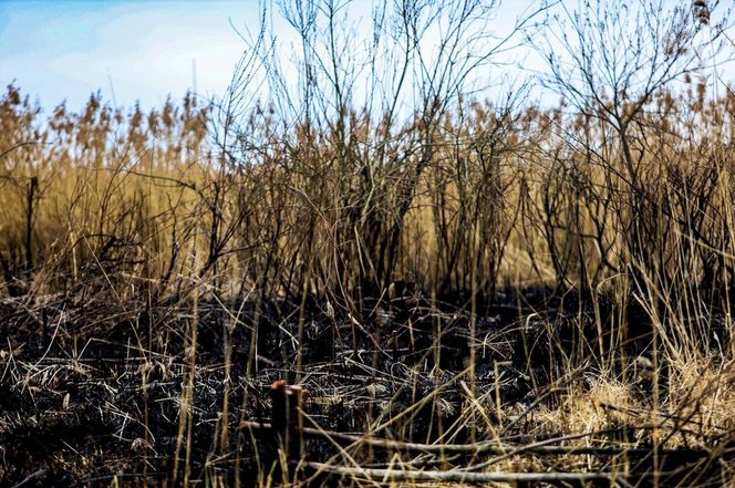 Pożar trzcinowiska nad jeziorem Dargin. Dwóch mężczyzn z zarzutami! Makabra na Mazurach