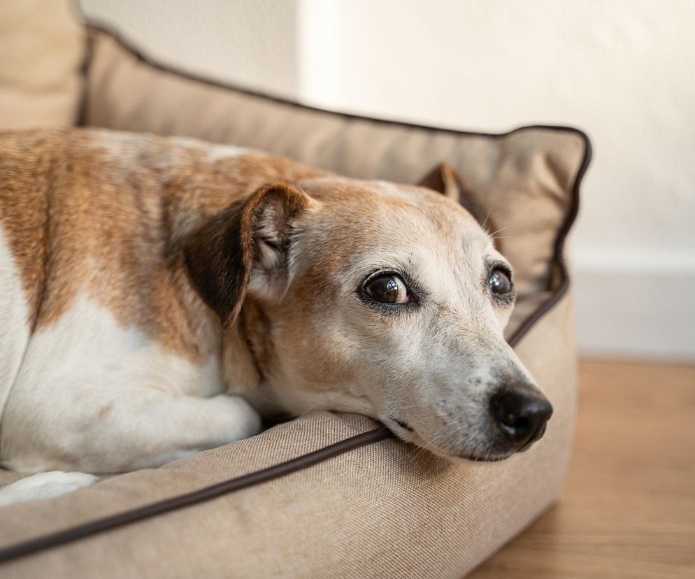 Tych imion nigdy nie nadawaj swojemu psu. Możesz mieć potem problemy. Imiona dla psów