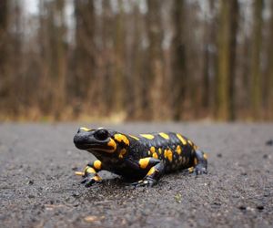 Bieszczadzkie smoki już na drogach. Nadleśnictwo apeluje o uwagę!