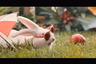 Spot z królikami - dlaczego ministerstwo obraża Polaków reklamą? 