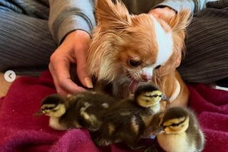 Demi Moore przygarnęła kaczki! Uratowałam je