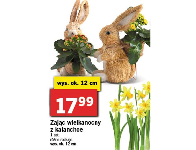 Wielkanocne promocje w Lidlu