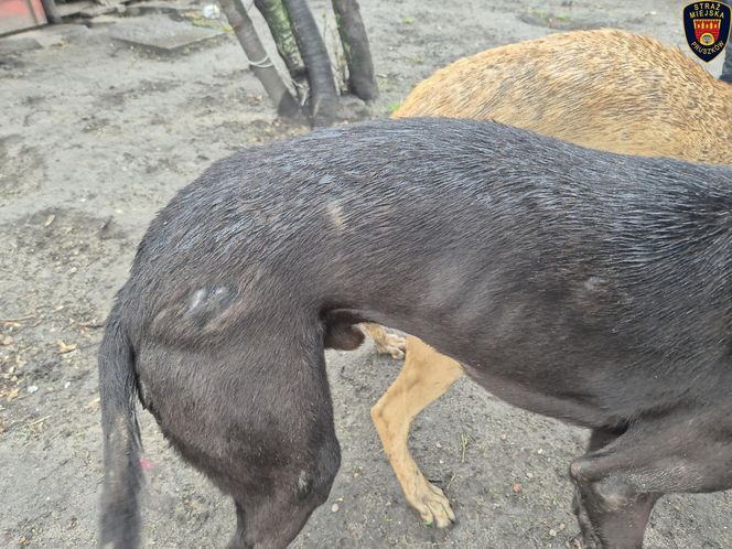 Dramat w Pruszkowie. Przetrzymywał zwierzęta w skandalicznych warunkach. Właściciel próbował się ich pozbyć