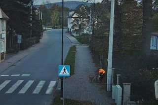 Agresywne psy zaatakowały w Bogatyni