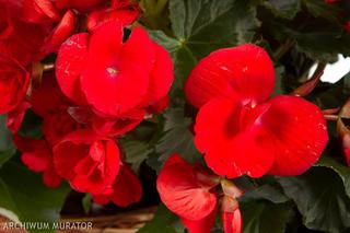 Czerwone kwiaty do ogrodu: begonia 