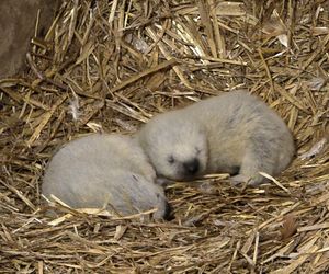 Rosomakowy baby boom w Śląskim ZOO! Radosna nowina dla miłośników zwierząt