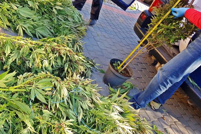 Miał w domu 23 kg konopi! Policja przechwyciła narkotyki o wartości ponad miliona zł [ZDJĘCIA]