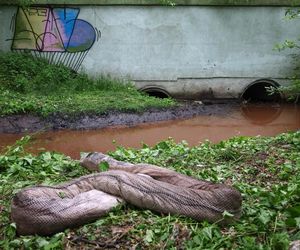 Pożar w Siemianowicach Śląskich był zlecony przez Rosję?