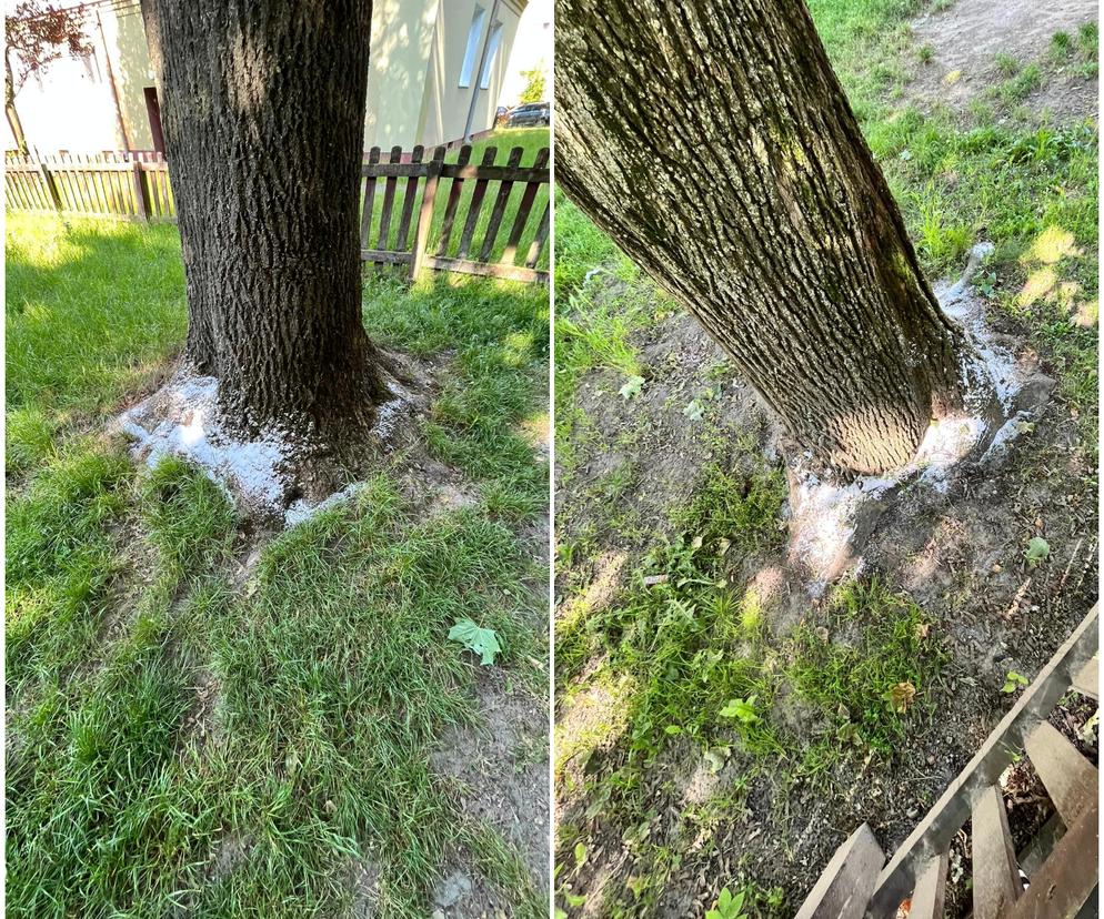 Drzewa przy placu zabaw w Świdniku zostały posypane solą