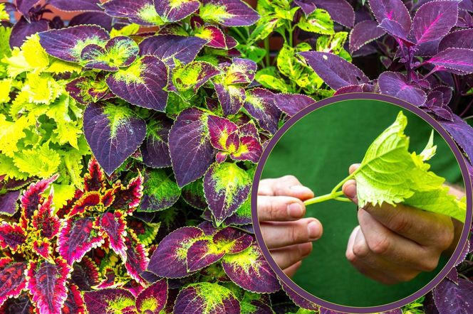 Pobieranie sadzonek koleusa