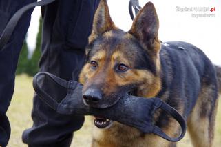 Ciężka psia służba w policji do 13. roku życia. A potem emerytura!