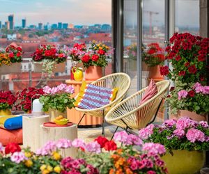 Pelargonie będą kwitły do późnej jesieni - składniki nawozu masz w kuchni!