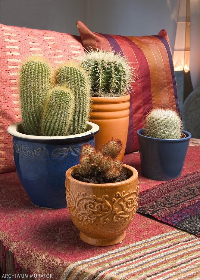 Kaktusy w domu: aranżacja